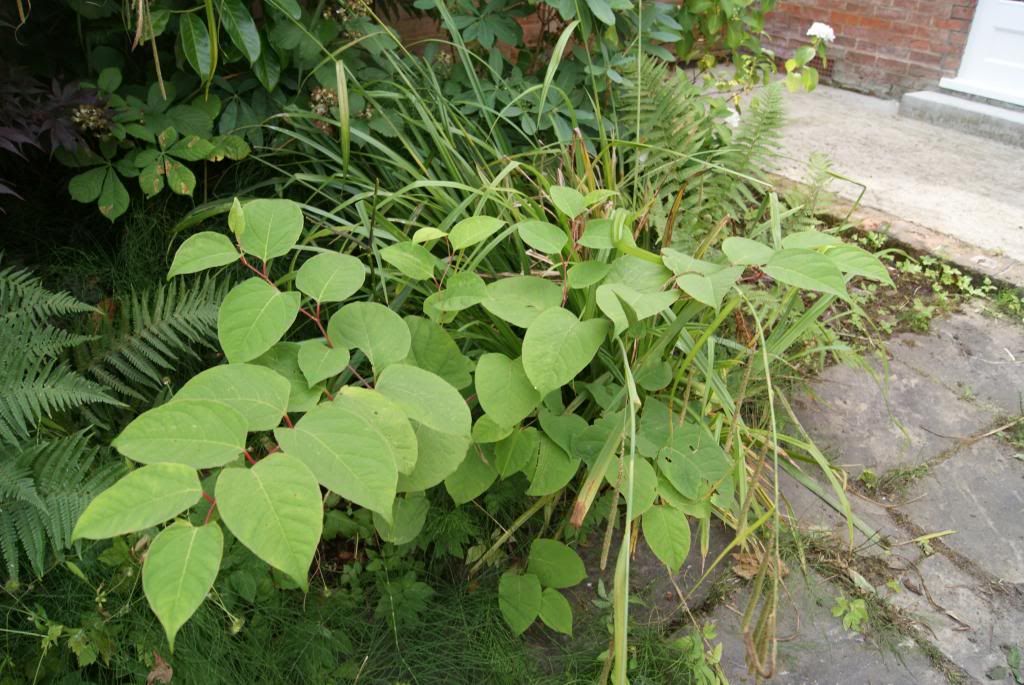 Is this Japanese Knotweed? - My Garden