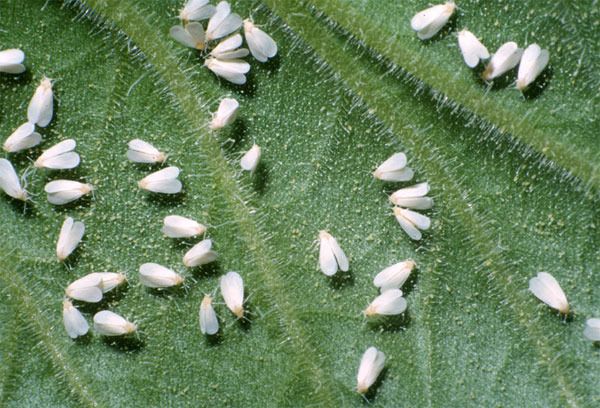 whiteflies_zpsbsxvzoe5.jpg whiteflies_zpsbsxvzoe5.jpg