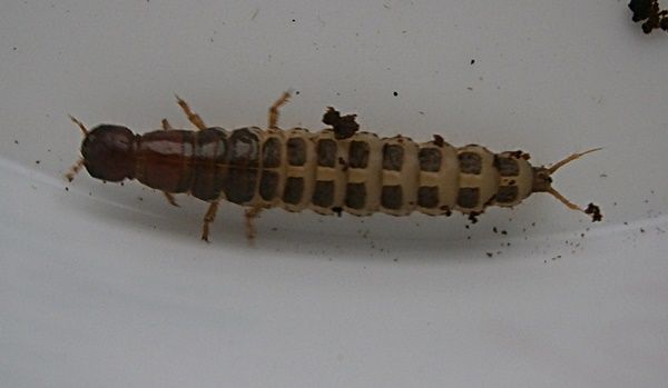 Cmaxlarva1_zps4467a299.jpg