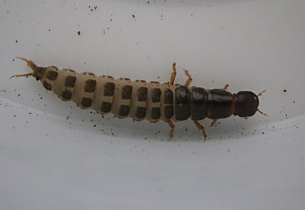 Cmaxlarva2_zps083d01f9.jpg