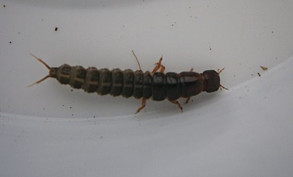 Cmaxlarva3_zps72d6bb57.jpg