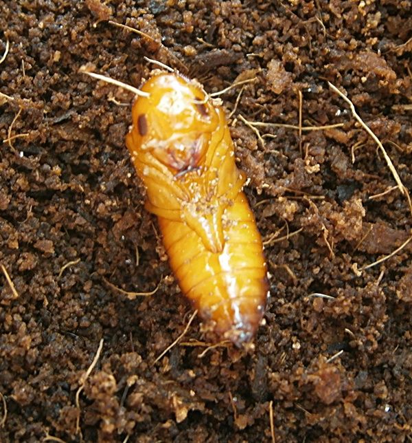 Cmaxpupa1_zps66cafb9e.jpg