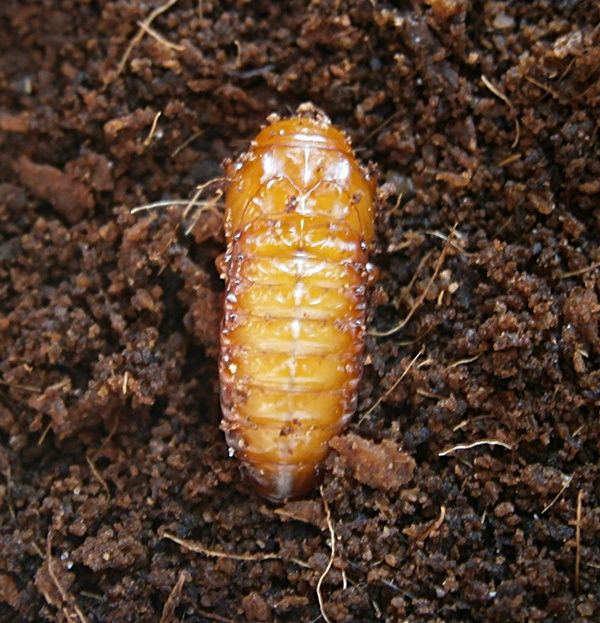 Cmaxpupa2_zpsf8e5695c.jpg