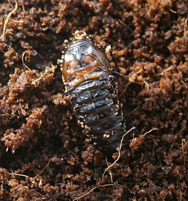 Cmaxpupa3_zps7912fa40.jpg