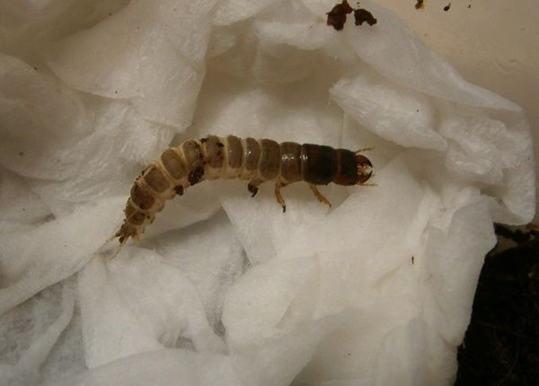 Harpaluslarva_zpsd5f1a241.jpg