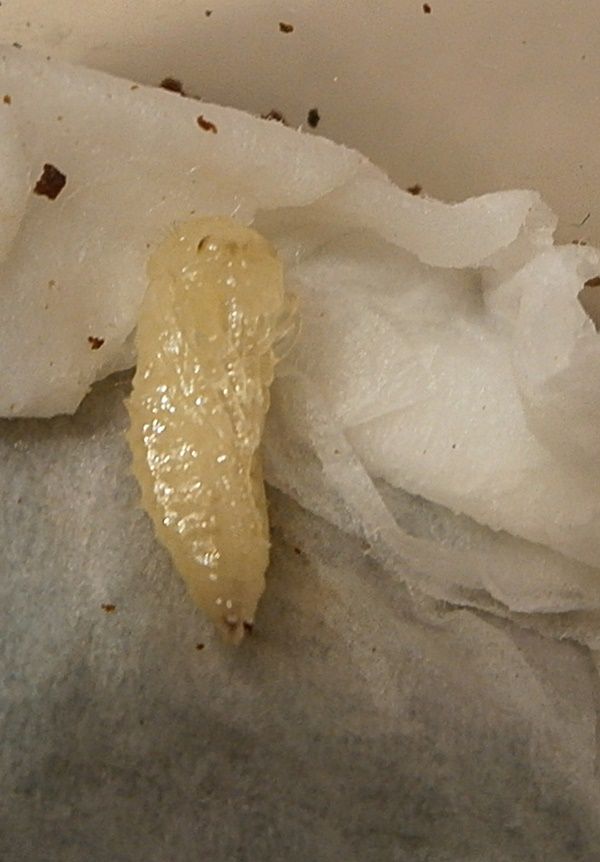 Harpaluspupa2_zps6be56dbb.jpg