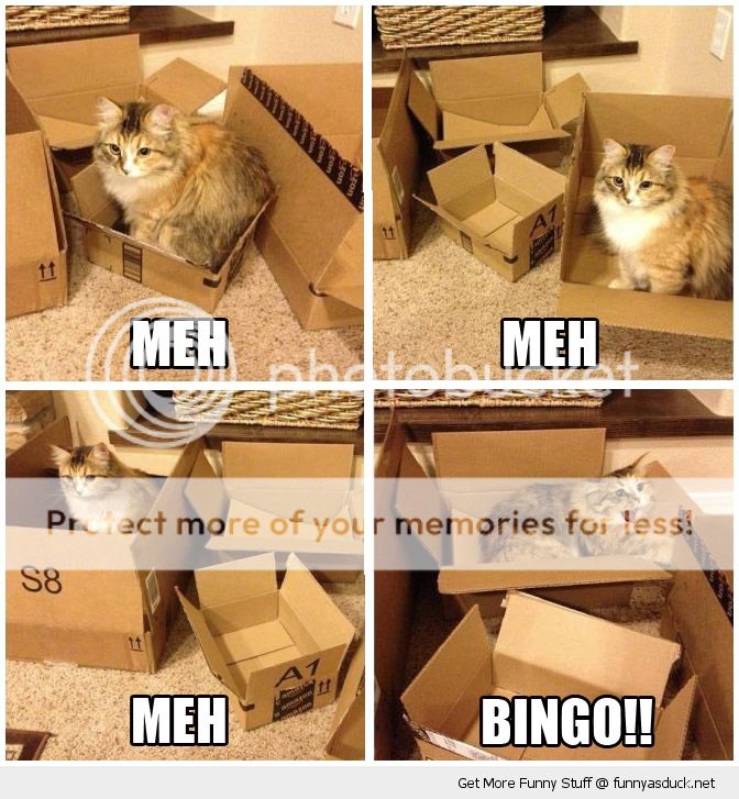funny-cat-boxes-meh-bingo-pics_zps40387e2b.jpg